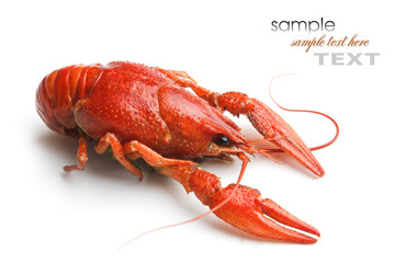 Boiled crawfish
