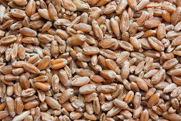 background of wheat