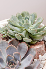 succulent plants