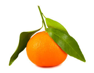 Single tangerine with leaves