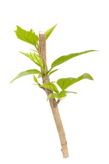 a young shoot of hibiscus