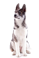 jeune chienne husky de 4 mois