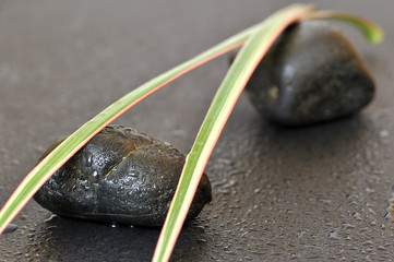 wellness Arrangement mit Rose