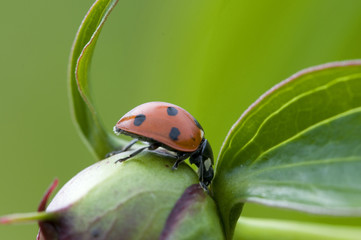 Ladybird