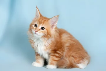 Plexiglas schilderij  Pet cat  © pitrs