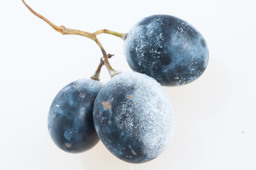 Grapes frozen.