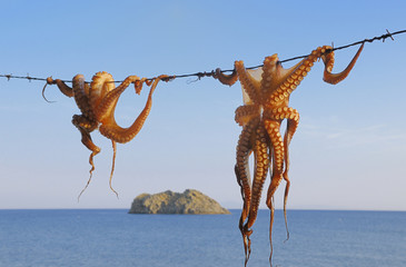Octopus hanging up to dry - 38142385