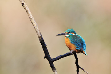 休憩中おカワセミ