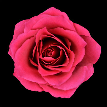 Burgundy Red Rose Isolated on Black