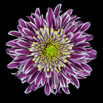 Purple Chrysanthemum Flower Isolated on White