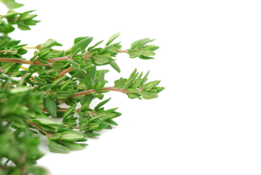 thyme