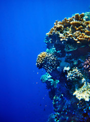 Fototapeta na wymiar Grupa koralowców ryb wody.