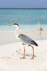 Herons on seaside