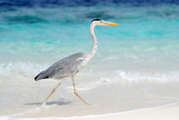 Heron fishing on shore