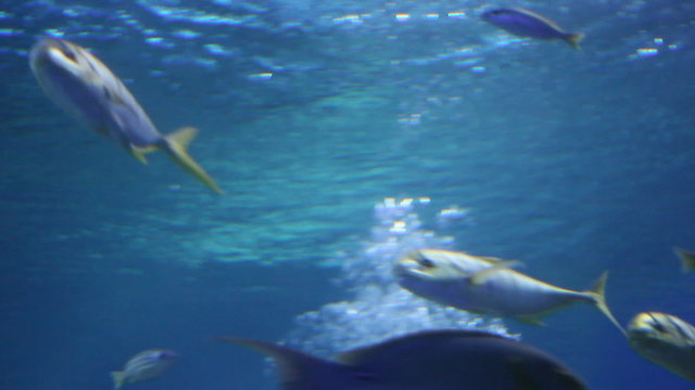 a view of aquarium withfishes