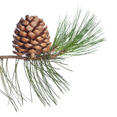 Pine twig and cone