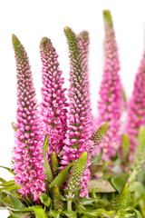 Fototapeta premium pink flowers