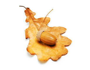 oak leaf and acorn on white background