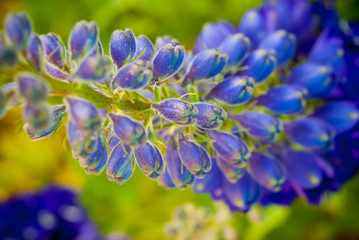 Blume © mao-in-photo