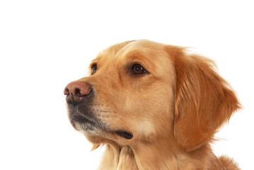 Golden retriever isolated on white