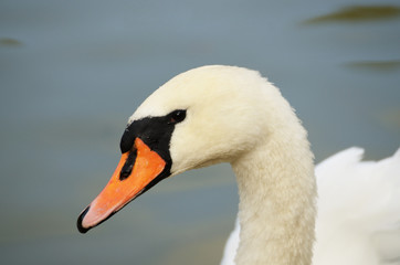 Beautiful white swan