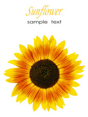 Sunflower on white background