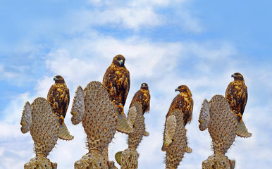 Fototapeta premium Galapagos Hawks na Santa Fe