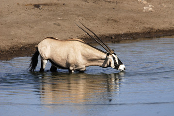 Oryx Antilope beim Wasser trinken