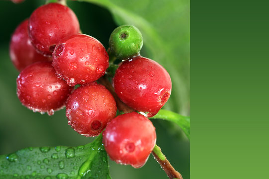 Kaffeekirschen, Kaffeepflanze, Früchte