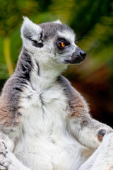 Naklejka na ściany i meble Lemur z ogonem w kształcie pierścienia, Lemur catta