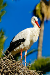 white stork