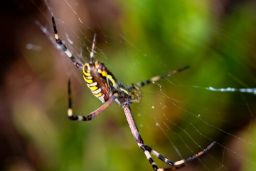 Spider, Argiope bruennichi