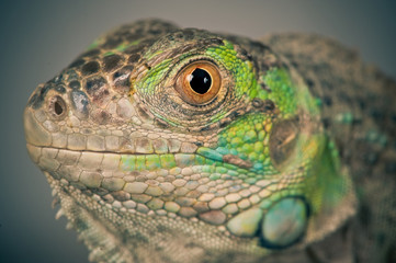 green iguana snout