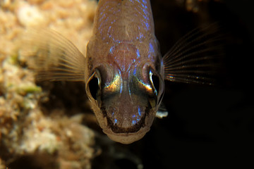 Eyeshadow cardinalfish (Apogon exostigma)
