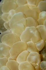 Detail of bubble coral