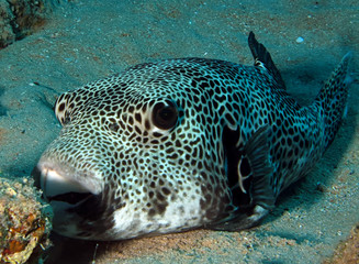 Starry Puffer (Arothron stellatus) © lilithlita