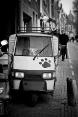 Fototapeta na wymiar Funny canine driver