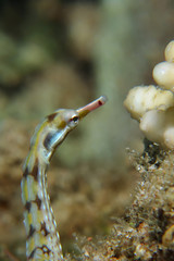 Pipefish