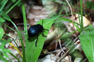 big black bug on green sheet. Macro