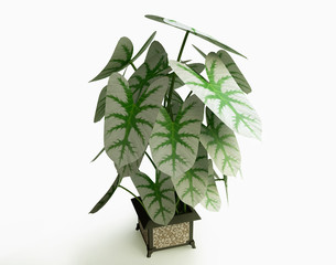 Beautiful Houseplant in 3D