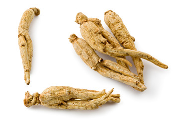 White Ginseng (Panax ginseng)