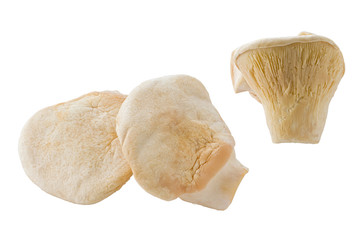 Bai-Ling Mushrooms