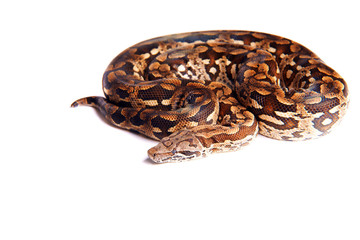 Snake ,Schlange ,Boa,Python, Paradiesschlange