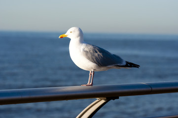 Seagull