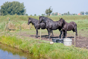 Naklejka na ściany i meble Three black horses in a Dutch meadow