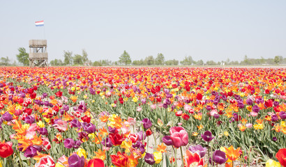 Obraz premium Multi colored tulip field in the Netherlands with watch-tower