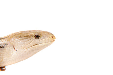 Echse Lizzard Reptil skink blauzungenskink