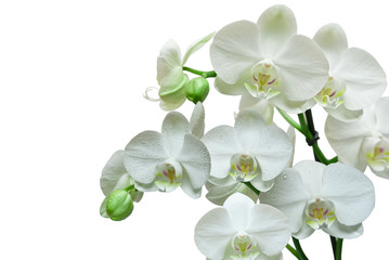 orchid isolated on white background