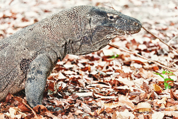 Komodo Dragon