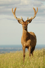 red stag in velvet